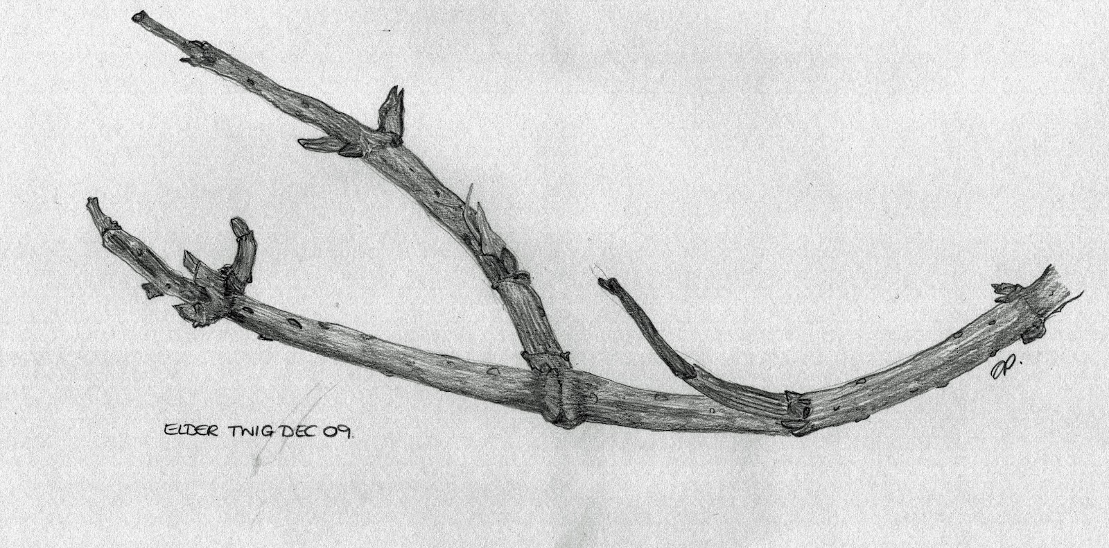 Twig Drawing at Explore collection of Twig Drawing