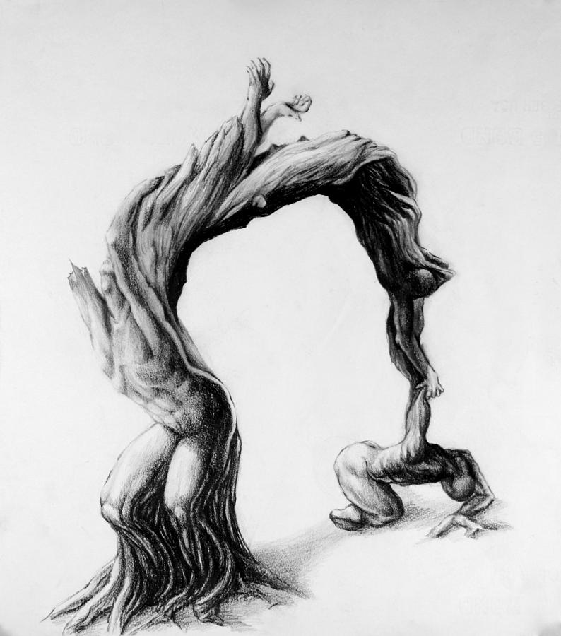 794x900 Inner Life Of A Twisted Olive Tree Drawing - Twisted Drawings