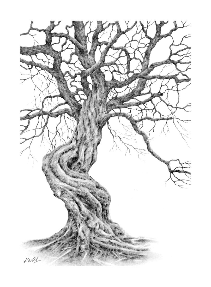 879x1191 Twisted Tree Pencil Drawing - Twisted Drawings