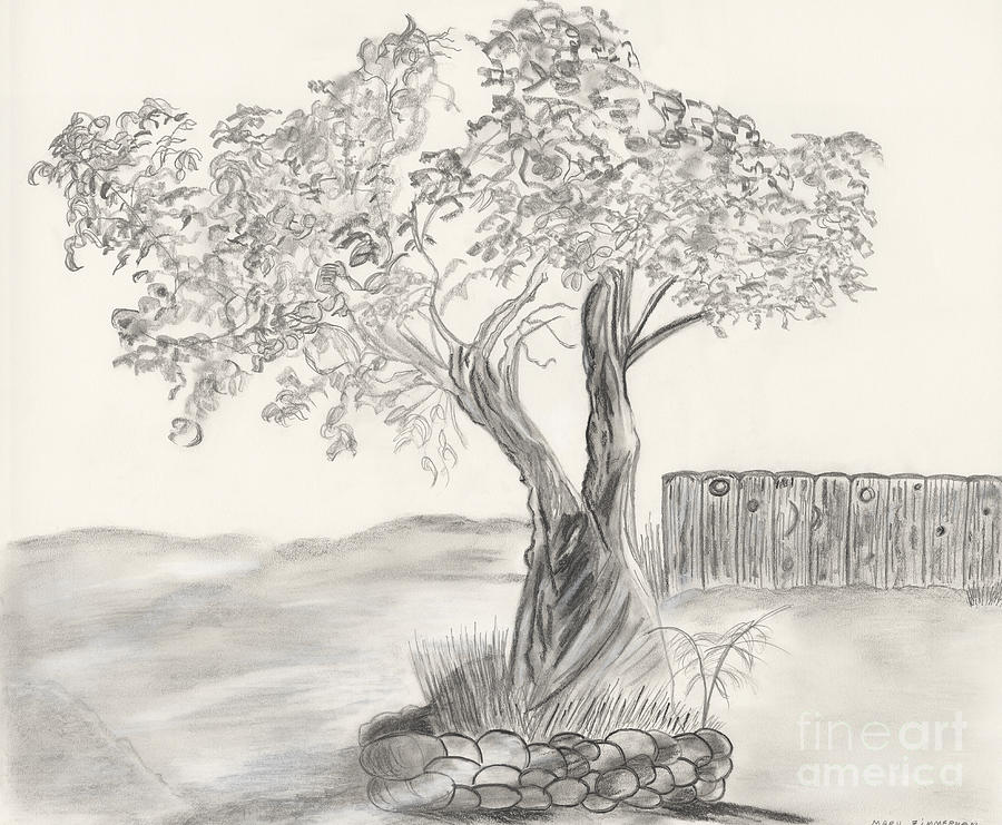 900x741 Twisted Trees Drawing - Twisted Drawings