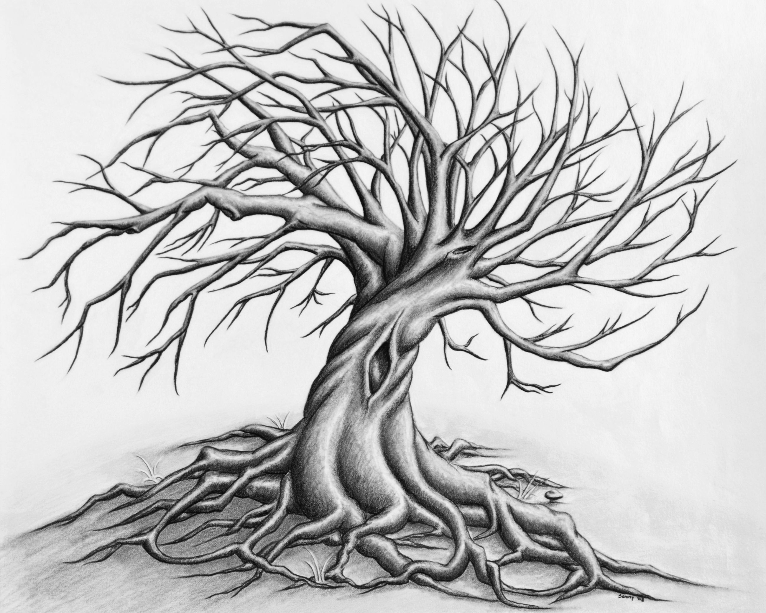 2598x2078 Twisted Tree - Twisted Tree Drawing