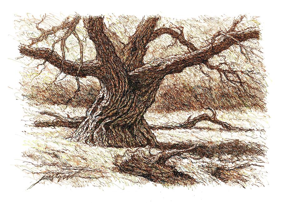 900x651 Twisted Tree Drawing - Twisted Tree Drawing