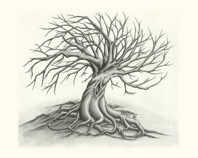 650x520 Twisted Tree - Twisted Tree Drawing