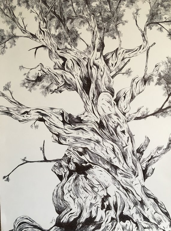 570x770 Twisted Tree Original Pen Drawing Etsy - Twisted Tree Drawing