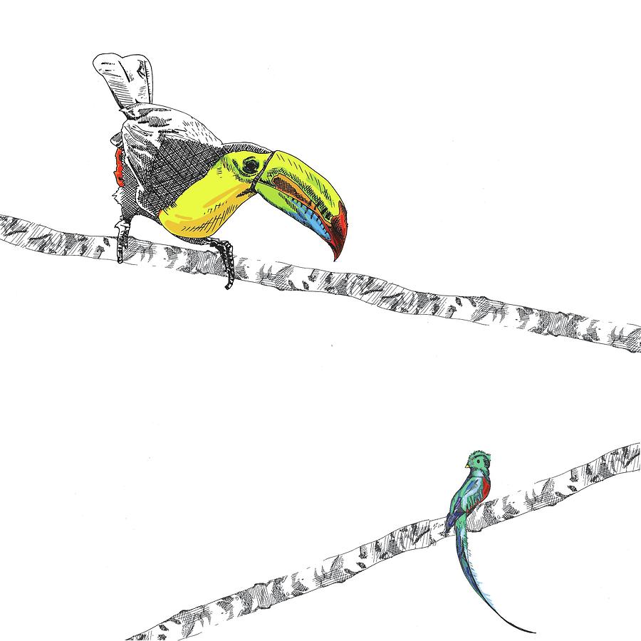 900x900 Two Birds Drawing - Two Birds Drawing