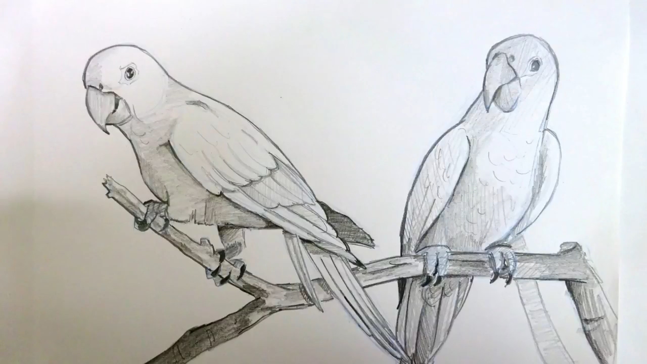 1280x720 drawing two parrots sitting on a branch pencil art timelapse - Two Birds Drawing