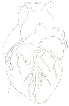 236x360 Drawing Of Two Hands Making A Heart Best Anatomical Heart - Two Hands Making A Heart Drawing