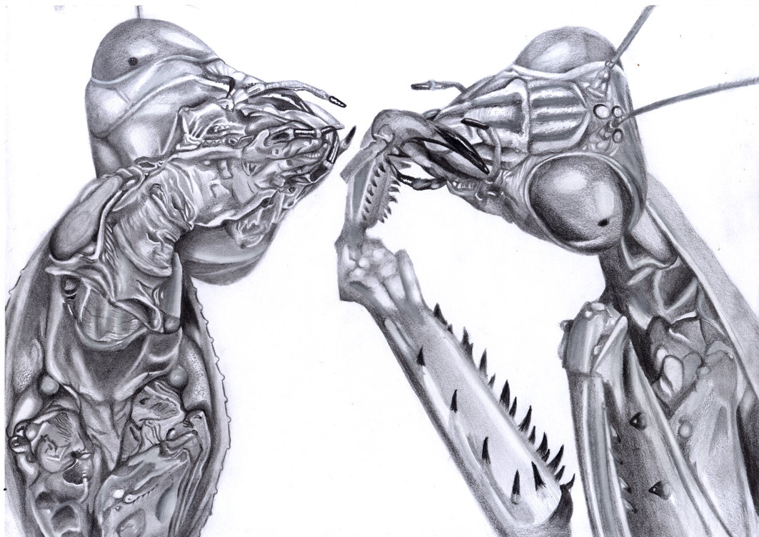 1063x752 mantis drawing, pencil, sketch, colorful, realistic art images - Two Pictures In One Drawing