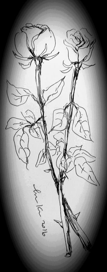 353x900 Two Rose Drawing - Two Roses Drawing