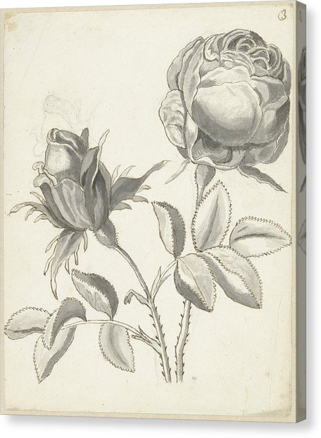 456x622 Two Roses, Bernard Picart Drawing - Two Roses Drawing