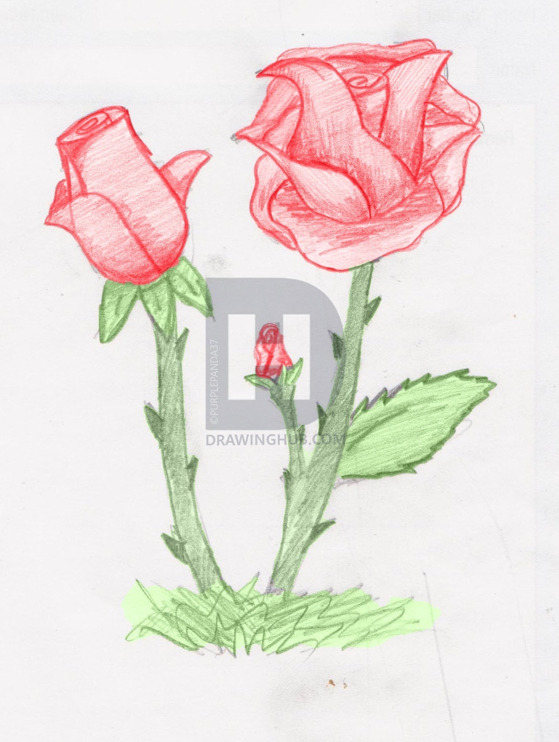 Two Roses Drawing at Explore collection of Two