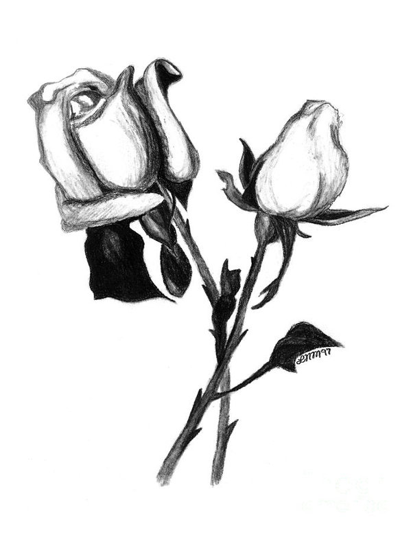 599x776 Two Roses Poster - Two Roses Drawing