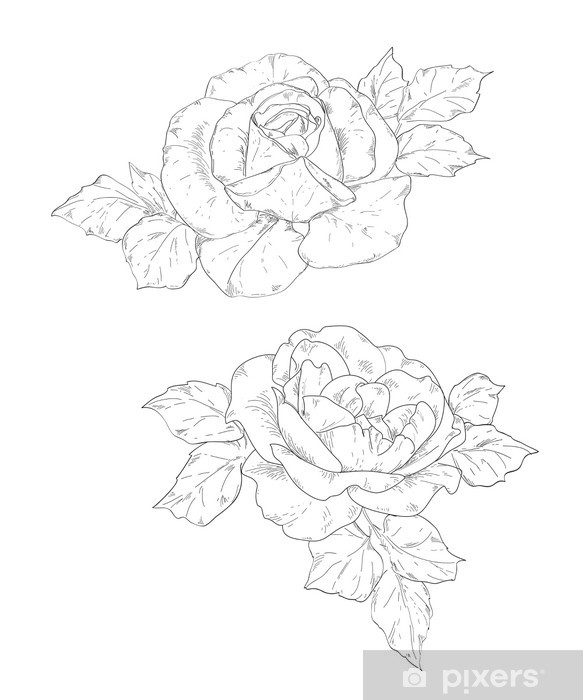 583x700 Two Roses Wall Mural We Live To Change - Two Roses Drawing