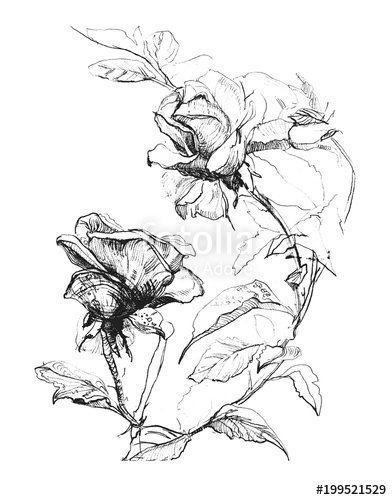 392x500 Pencil Drawing Two Roses On Isolated Background Stock Photo - Two Roses Drawing