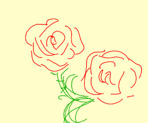 300x250 Two Roses Drawing - Two Roses Drawing