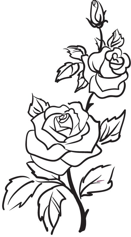 443x800 Details About Two Roses Outline Rose Flowers Wall Stickers Wall - Two Roses Drawing