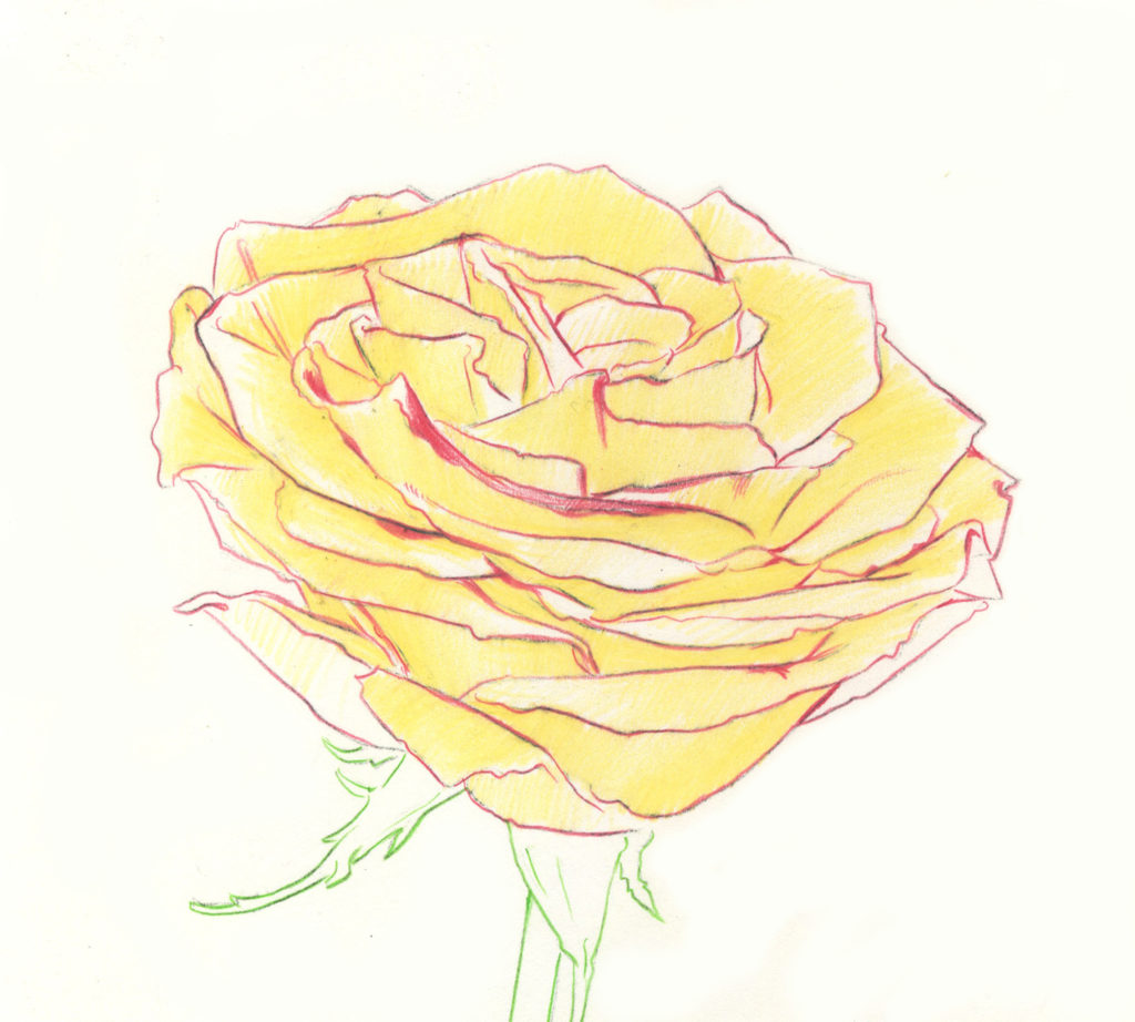 1024x922 Drawing Roses In Graphite Pencil And Colored Pencil - Two Roses Drawing
