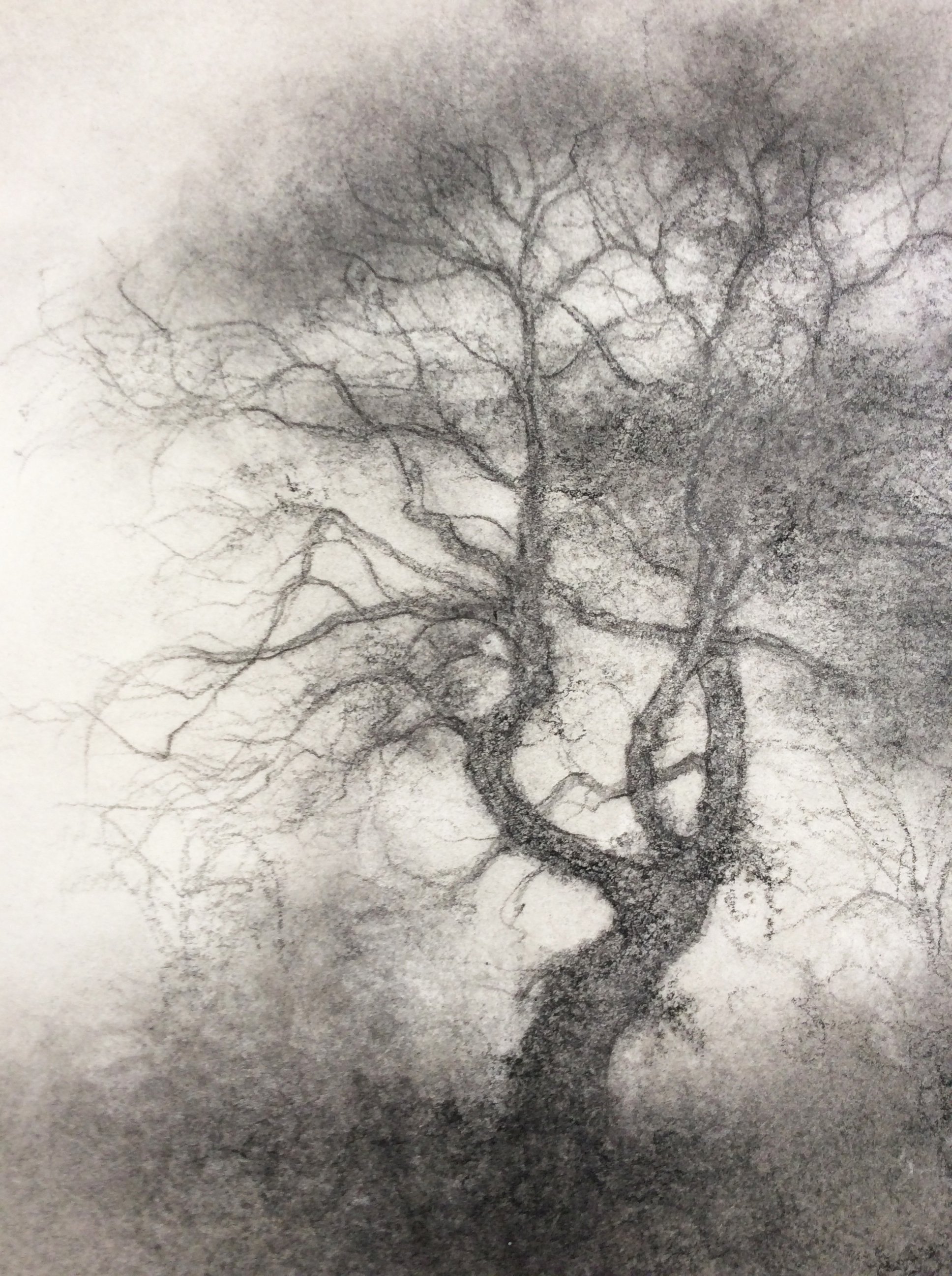 1936x2592 Sue Bryan - Two Trees Drawing