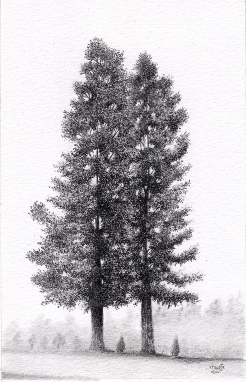 794x1235 Two Trees Pencil Drawing Etsy - Two Trees Drawing