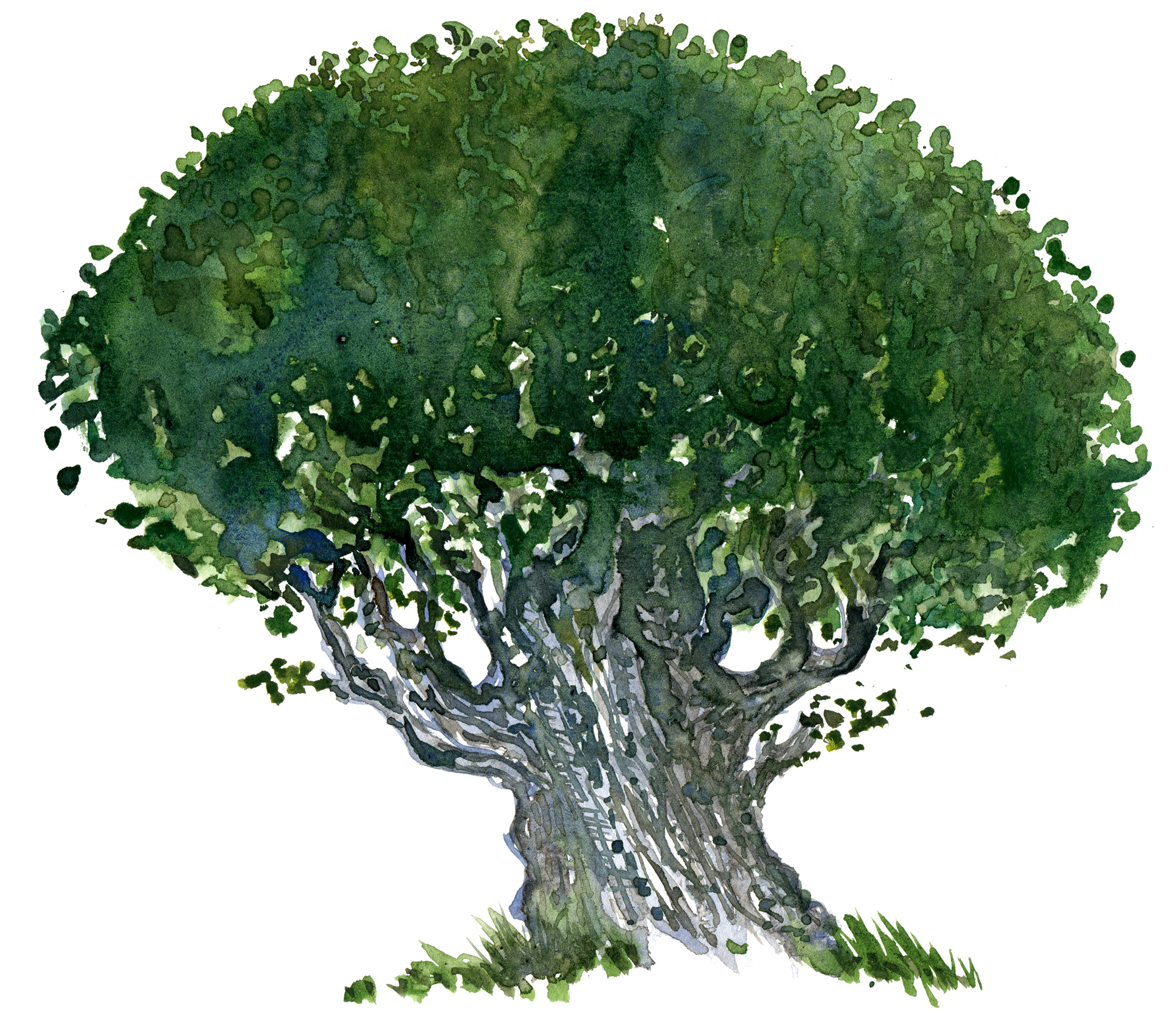 2000x1750 Two Old Trees Drawing The Hiking Artist Project - Two Trees Drawing