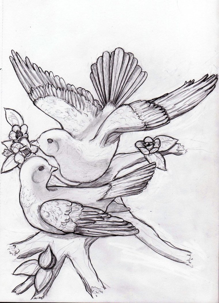 Turtle Dove Drawing at PaintingValley.com | Explore collection of ...