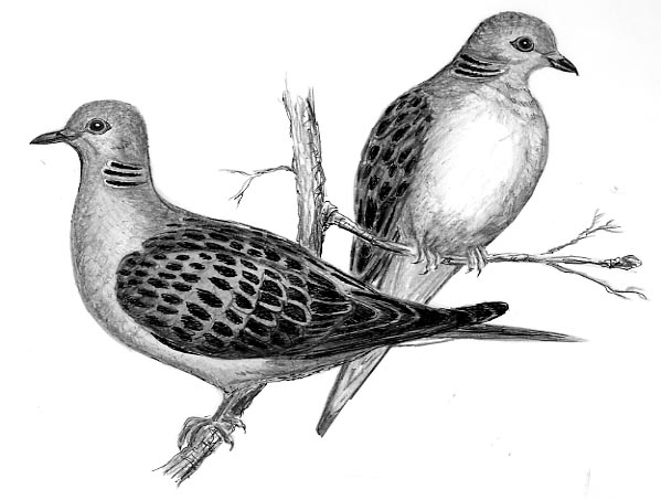 599x453 Two Turtledoves - Two Turtle Doves Drawing