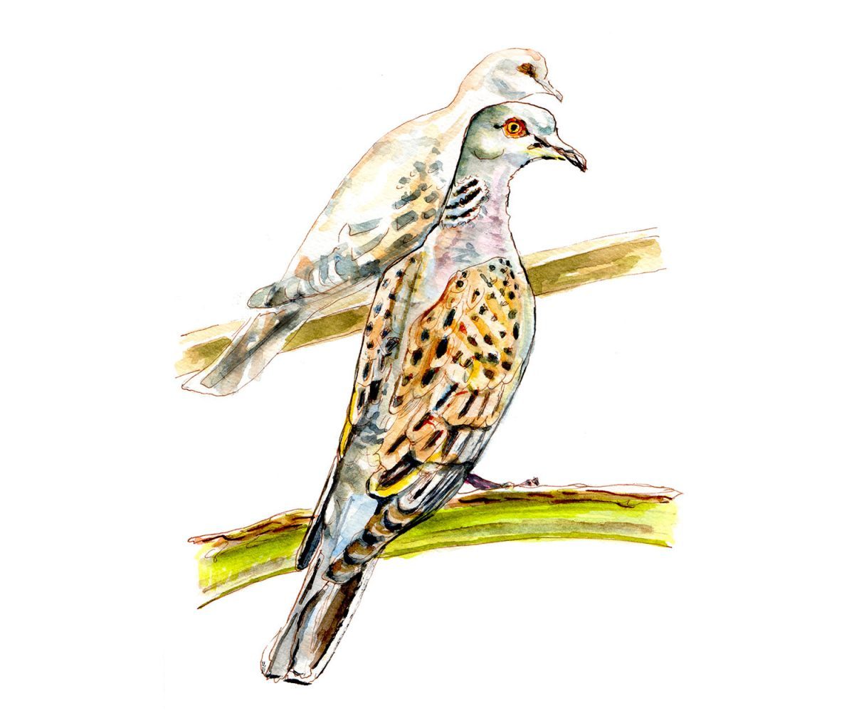 1200x1016 Two Turtle Doves - Two Turtle Doves Drawing