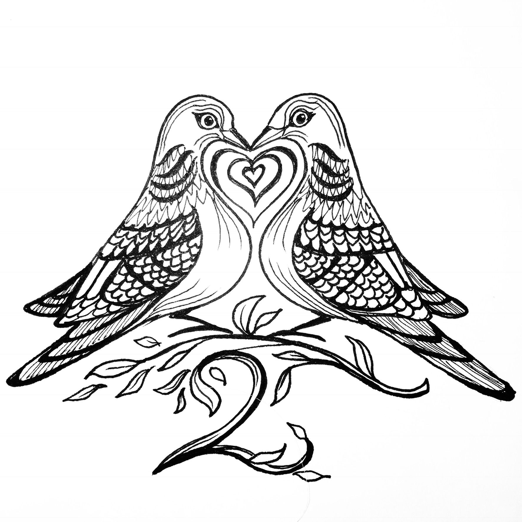 1773x1773 Twoturtle Doves - Two Turtle Doves Drawing