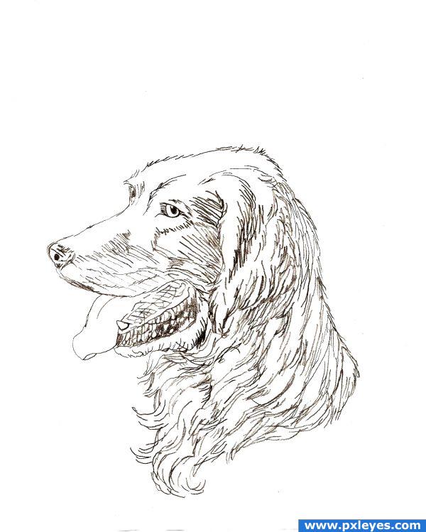 600x749 Learn How To Draw Different Types Of Dogs - Types Of Drawing