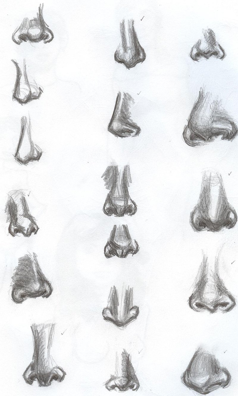 Types Of Noses Drawing at Explore collection of