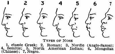 400x187 pin on physical characteristics - Types Of Noses Drawing