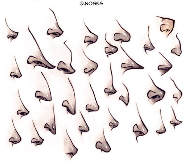613x531 different types of noses illustrate it in nose drawing - Types Of Noses Drawing