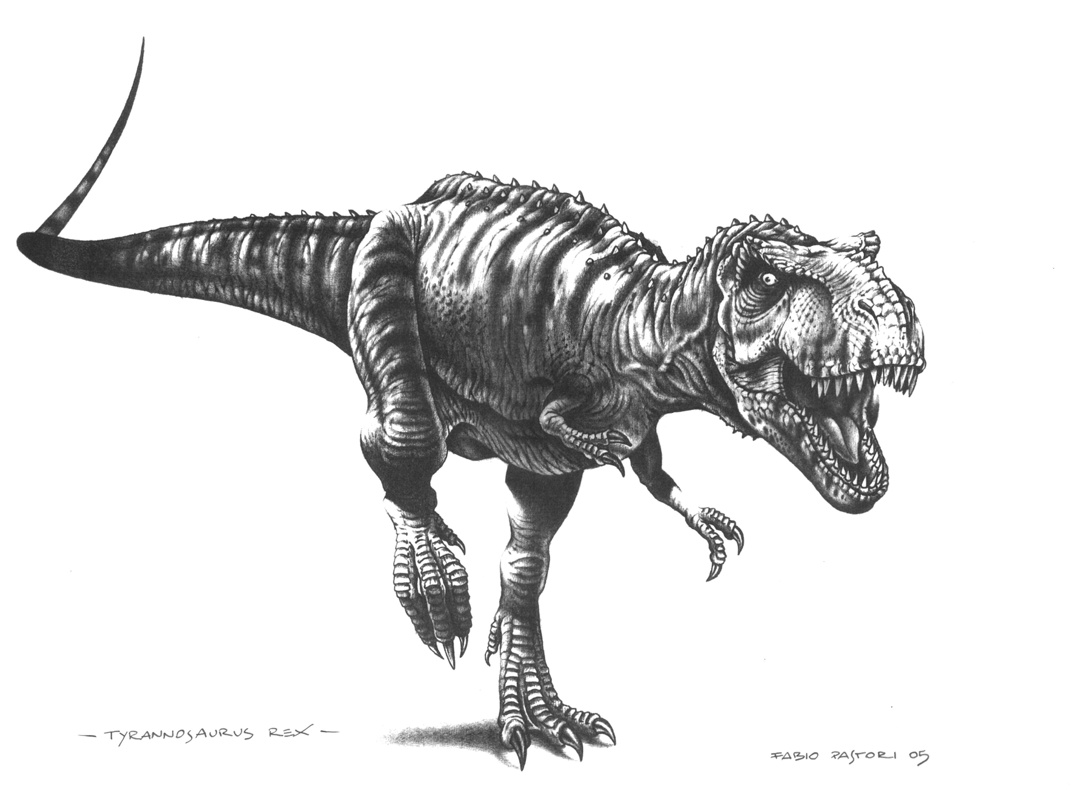 3543x2589 tyrannosaurus rex - Tyrannosaurus Drawing