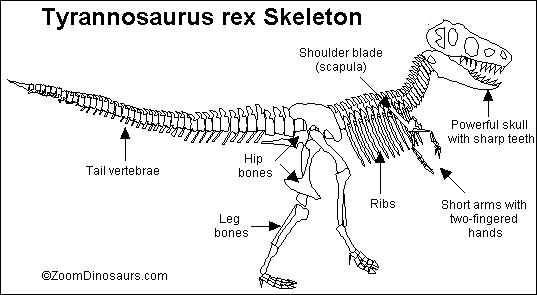 537x295 t rex skeleton printout - Tyrannosaurus Rex Skeleton Drawing