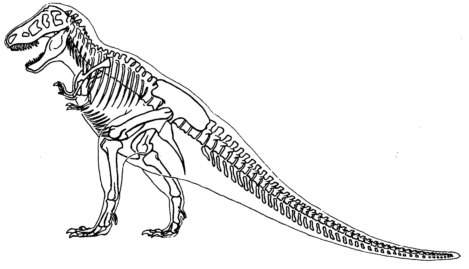 Tyrannosaurus Rex Skeleton Drawing at PaintingValley.com | Explore
