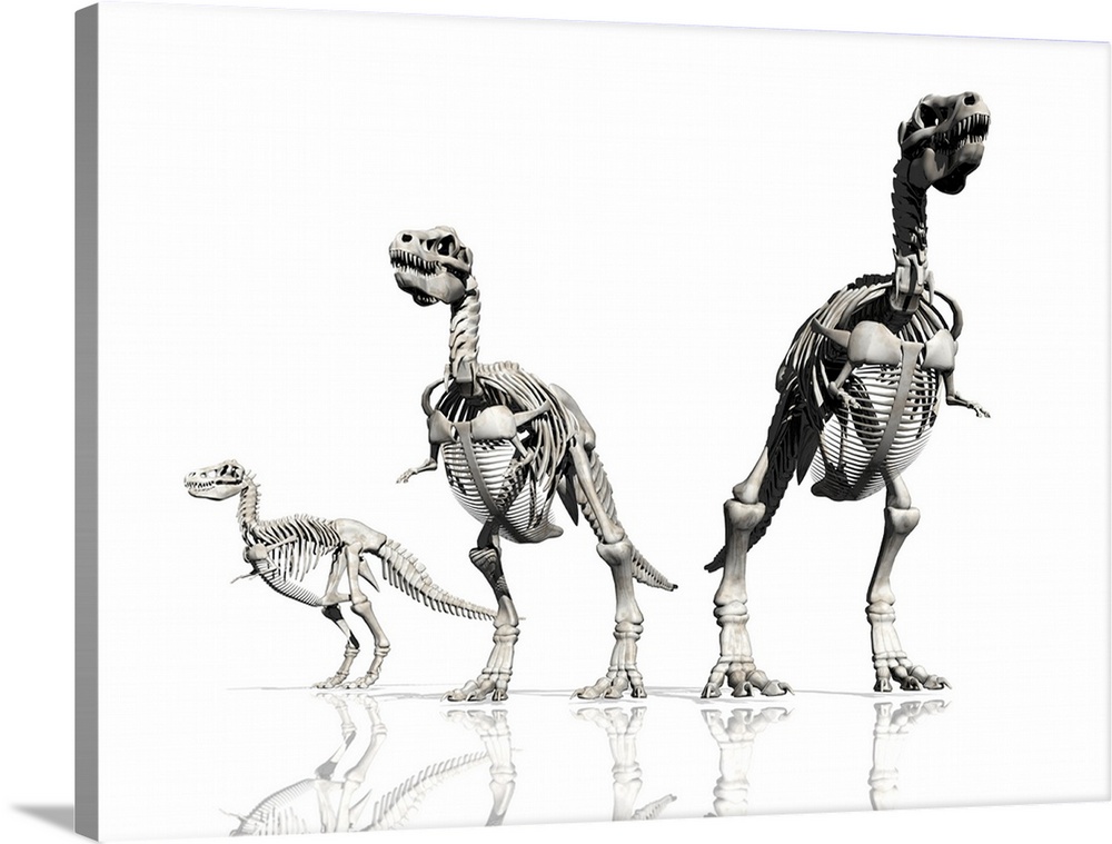 1000x759 tyrannosaurus rex skeletons, artwork wall art, canvas prints - Tyrannosaurus Rex Skeleton Drawing