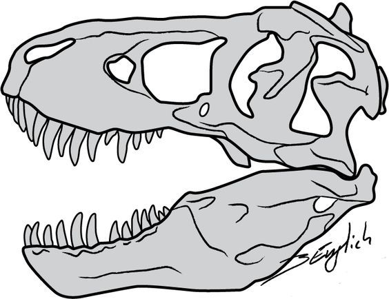 564x434 T Rex Bones Drawing - Tyrannosaurus Rex Skeleton Drawing