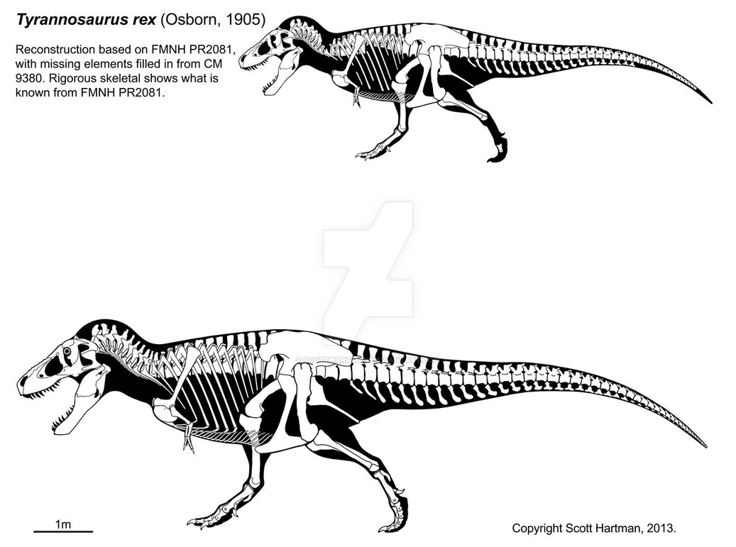 Tyrannosaurus Rex Skeleton Drawing at PaintingValley.com | Explore ...