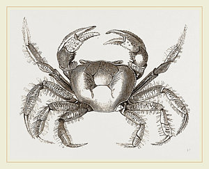 300x243 uga drawings pixels - Uga Drawing