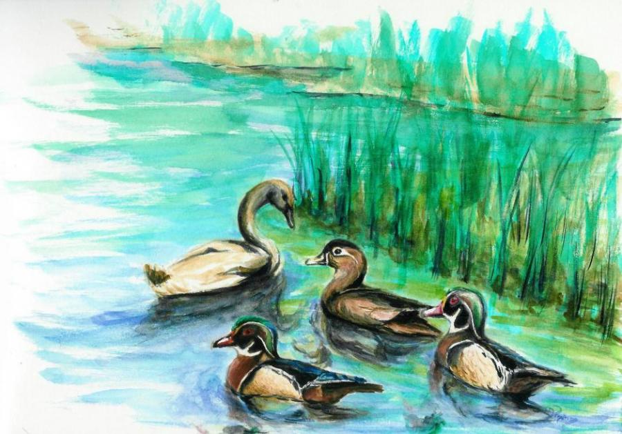 900x629 ugly duckling birds drawings pictures drawings ideas for kids - Ugly Duckling Drawing