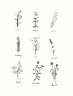 236x313 herb print - Uk Drawing