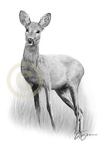 212x300 Roe Deer Pencil Graphite Print Signed - Uk Drawing
