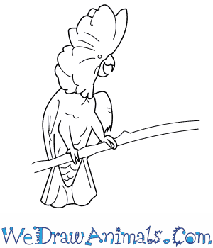 300x350 How To Draw An Umbrella Cockatoo - Umbrella Line Drawing