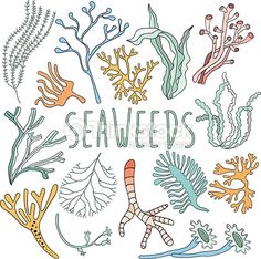 236x234 drawing underwater coral reef coral reef coral reef art, coral - Under Sea Pictures For Drawing