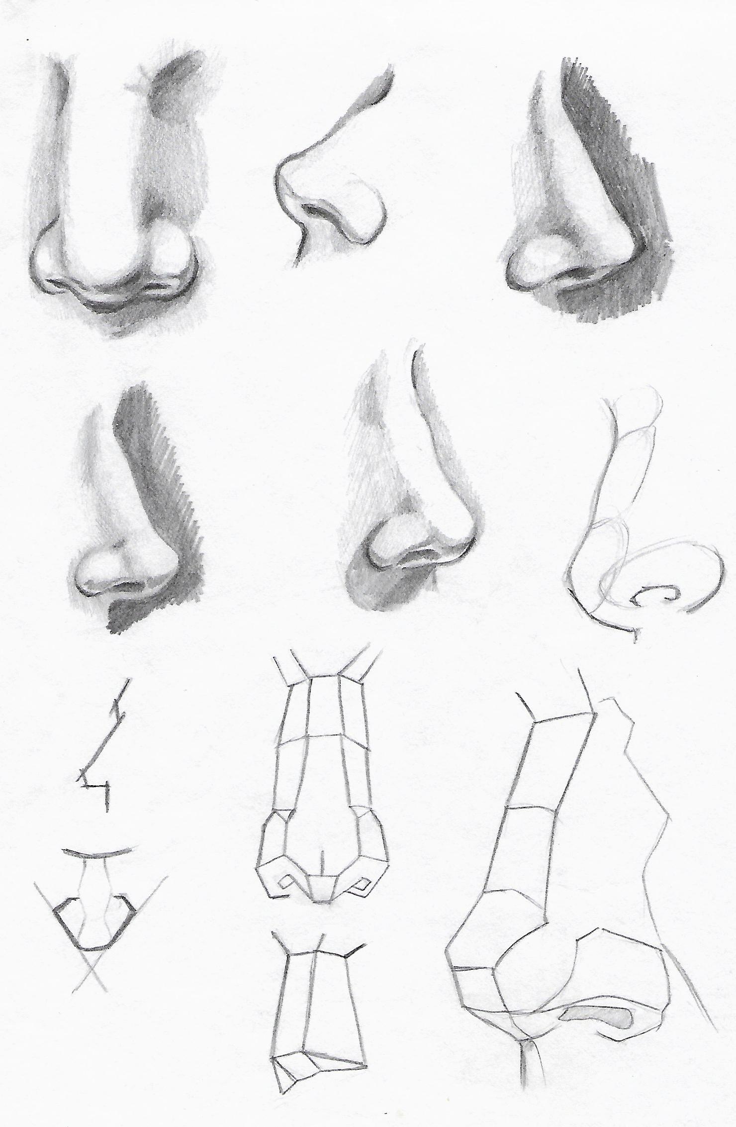 1480x2265 Drawing The Nose - Understanding Drawing