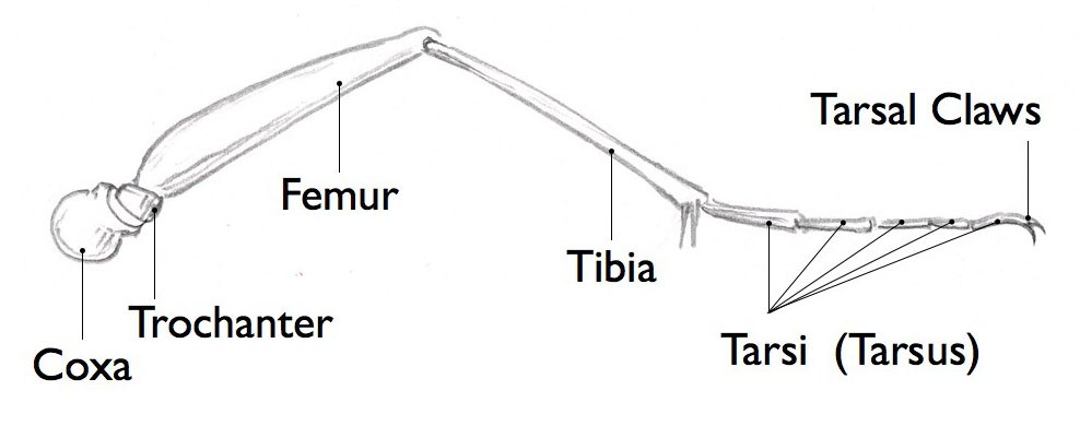 988x401 How To Draw Insects Understanding And Drawing The Legs - Understanding Drawing