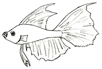 200x136 How To Draw Sea Animals - Underwater Animals Drawing