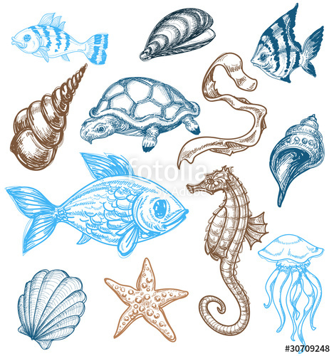 469x500 Marine Life Drawing Stock Image And Royalty Free Vector - Underwater Animals Drawing