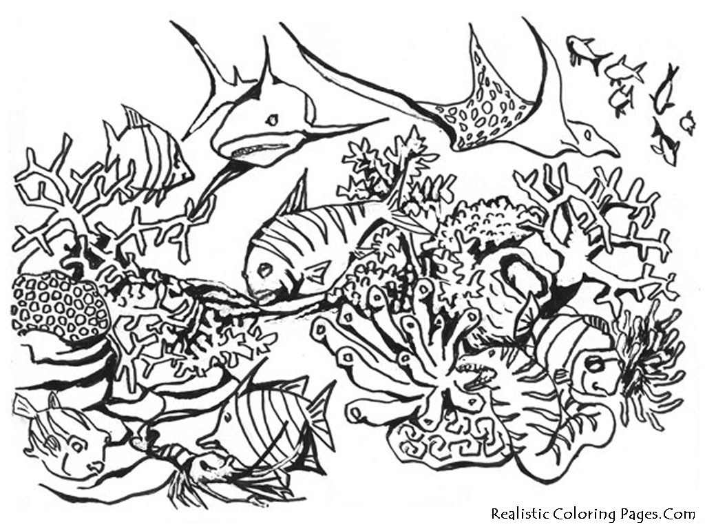 1024x768 Underwater Drawing Free Download - Underwater Pencil Drawing