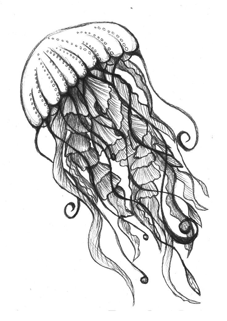 736x1041 Colored Pencil Drawings Of Underwater Ocean Drawing Octopus - Underwater Pencil Drawing